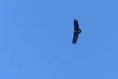 Vautour moine - Aegypius monachus - Cinereous Vulture<br>Grands Causses