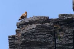 Vautour percnoptère ou Percnoptère d'Égypte - Neophron percnopterus - Egyptian Vulture<br>Estrémadure