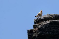 Vautour percnoptère ou Percnoptère d'Égypte - Neophron percnopterus - Egyptian Vulture<br>Estrémadure