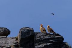 Vautour percnoptère ou Percnoptère d'Égypte - Neophron percnopterus - Egyptian Vulture<br>Estrémadure