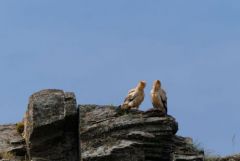 Vautour percnoptère ou Percnoptère d'Égypte - Neophron percnopterus - Egyptian Vulture<br>Estrémadure