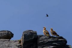 Vautour percnoptère ou Percnoptère d'Égypte - Neophron percnopterus - Egyptian Vulture<br>Estrémadure