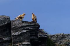 Vautour percnoptère ou Percnoptère d'Égypte - Neophron percnopterus - Egyptian Vulture<br>Estrémadure
