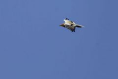 Vautour percnoptère ou Percnoptère d'Égypte - Neophron percnopterus - Egyptian Vulture<br>Estrémadure