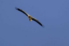 Vautour percnoptère ou Percnoptère d'Égypte - Neophron percnopterus - Egyptian Vulture<br>Estrémadure