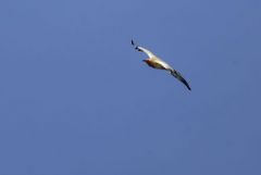 Vautour percnoptère ou Percnoptère d'Égypte - Neophron percnopterus - Egyptian Vulture<br>Estrémadure
