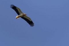 Vautour percnoptère ou Percnoptère d'Égypte - Neophron percnopterus - Egyptian Vulture<br>Estrémadure