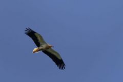 Vautour percnoptère ou Percnoptère d'Égypte - Neophron percnopterus - Egyptian Vulture<br>Estrémadure