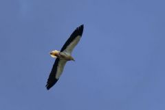 Vautour percnoptère ou Percnoptère d'Égypte - Neophron percnopterus - Egyptian Vulture<br>Estrémadure