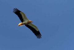 Vautour percnoptère ou Percnoptère d'Égypte - Neophron percnopterus - Egyptian Vulture<br>Estrémadure