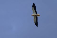 Vautour percnoptère ou Percnoptère d'Égypte - Neophron percnopterus - Egyptian Vulture<br>Estrémadure
