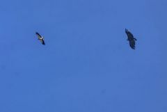 Percnoptère et Vautour moine<br>Estrémadure