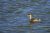 Grèbe castagneux<br>Tachybaptus ruficollis - Little Grebe<br>Région parisienne